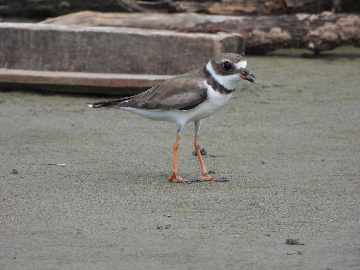 Semipalmated Plover - ML611521584