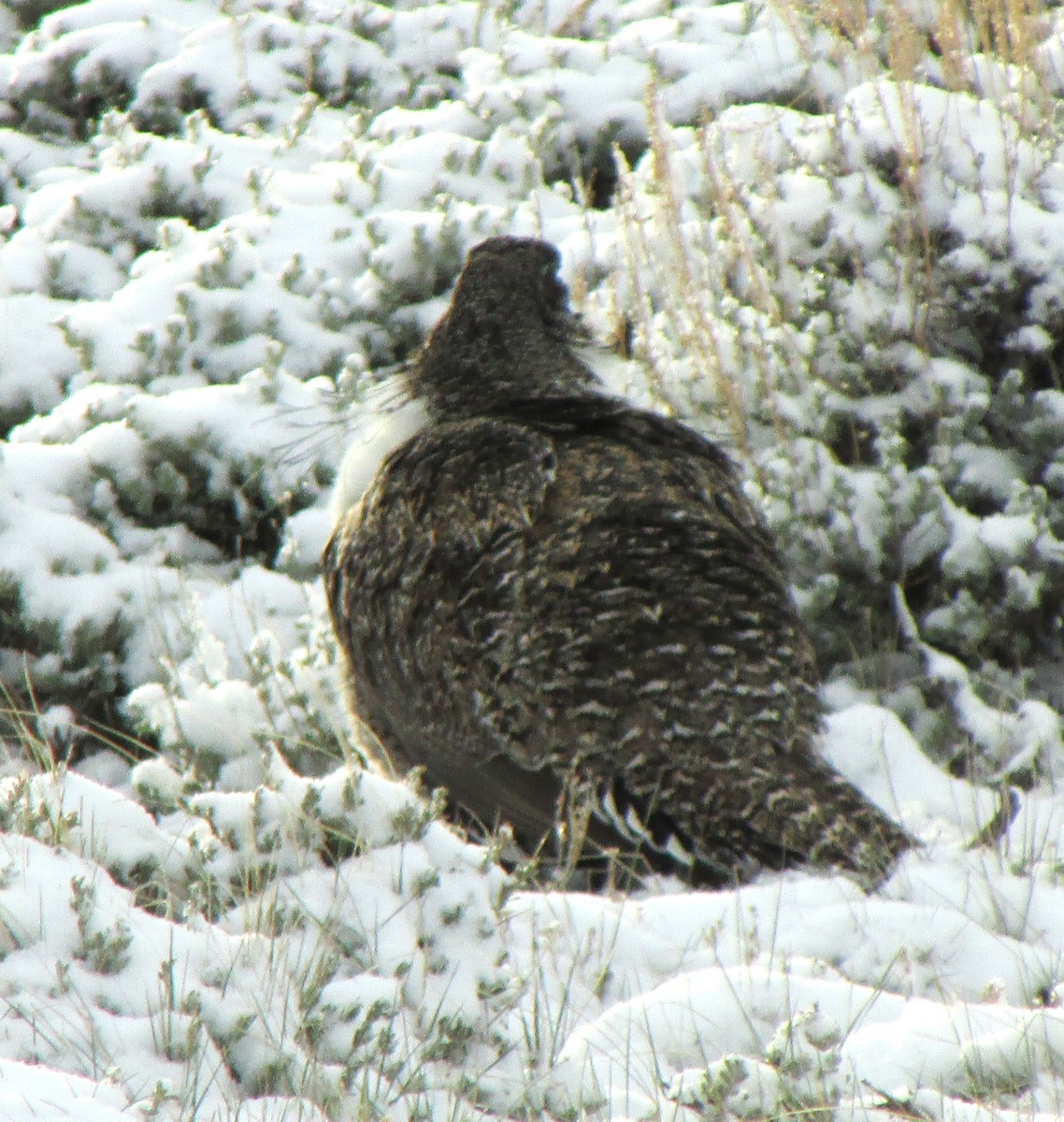 Greater Sage-Grouse - ML611522146