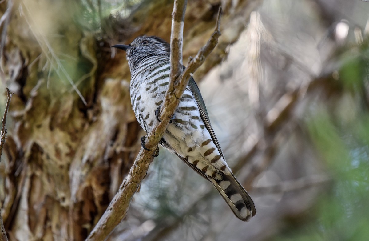 eBird Checklist 25 Nov 2023 Lake JoondalupThe Big Paddock 41