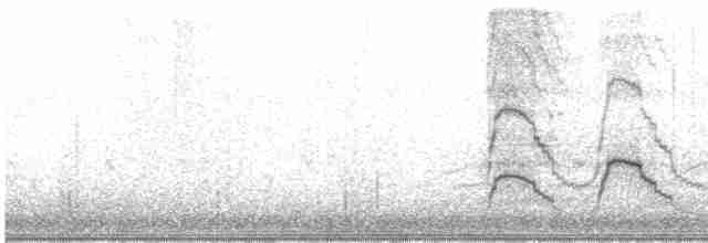Canard siffleur - ML611522284