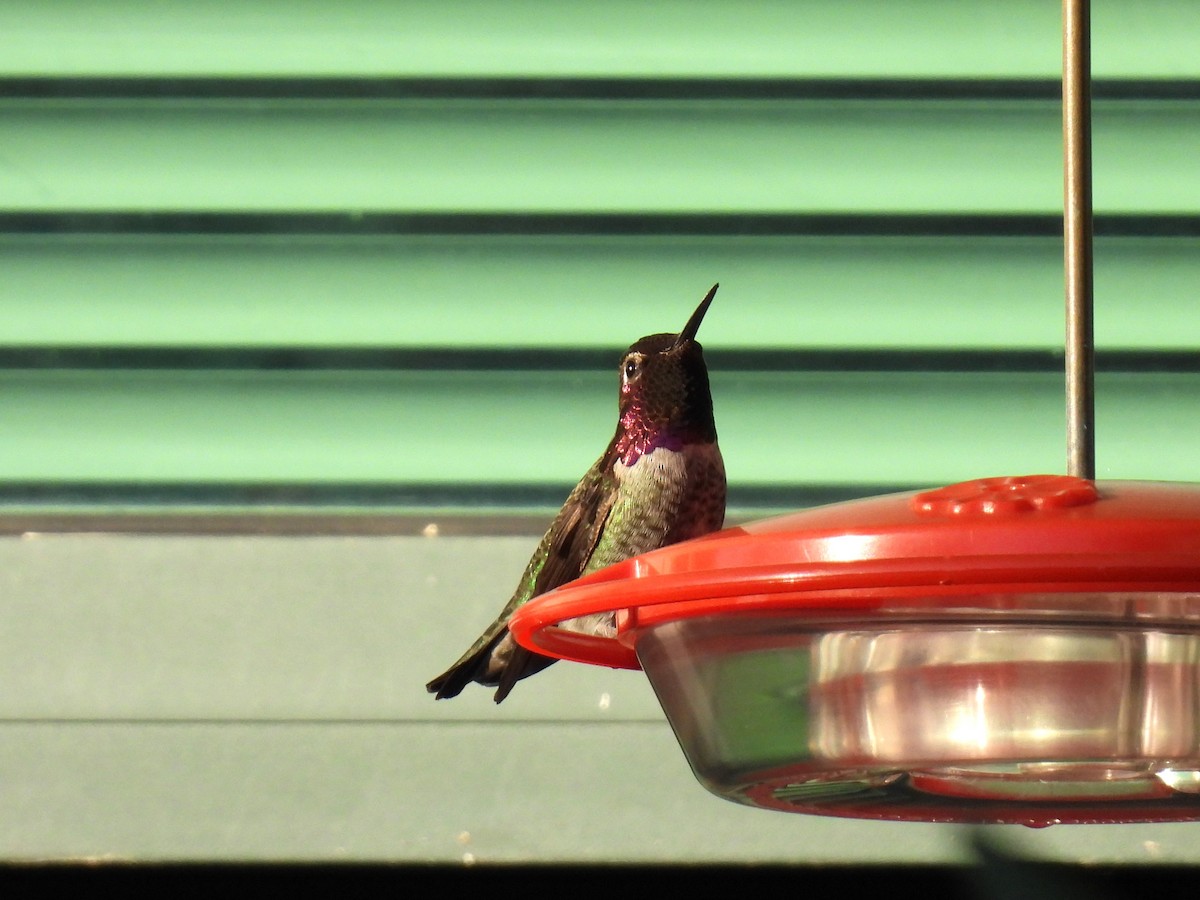 Anna's Hummingbird - Tina Toth