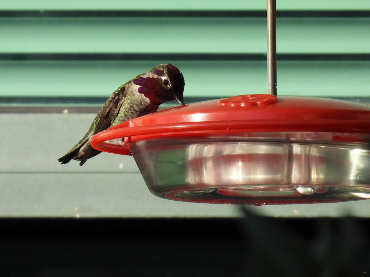 Anna's Hummingbird - ML611522296