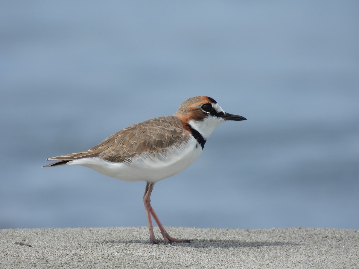 Collared Plover - ML611522413