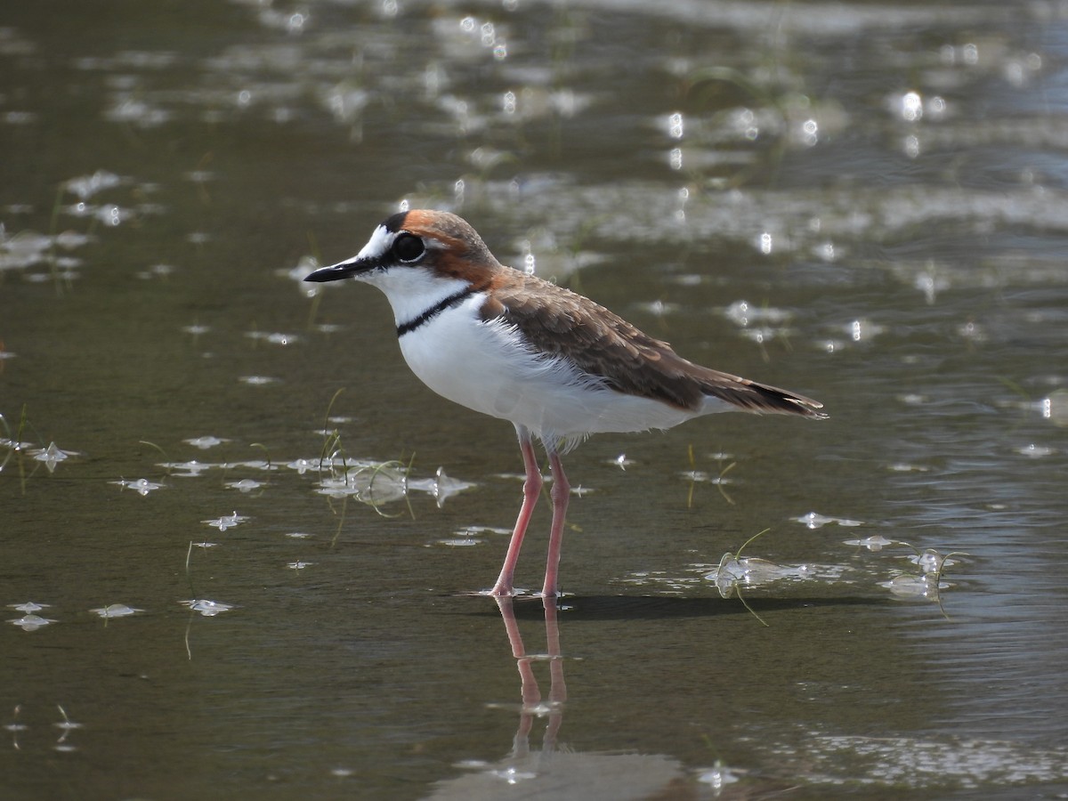 Collared Plover - ML611522414