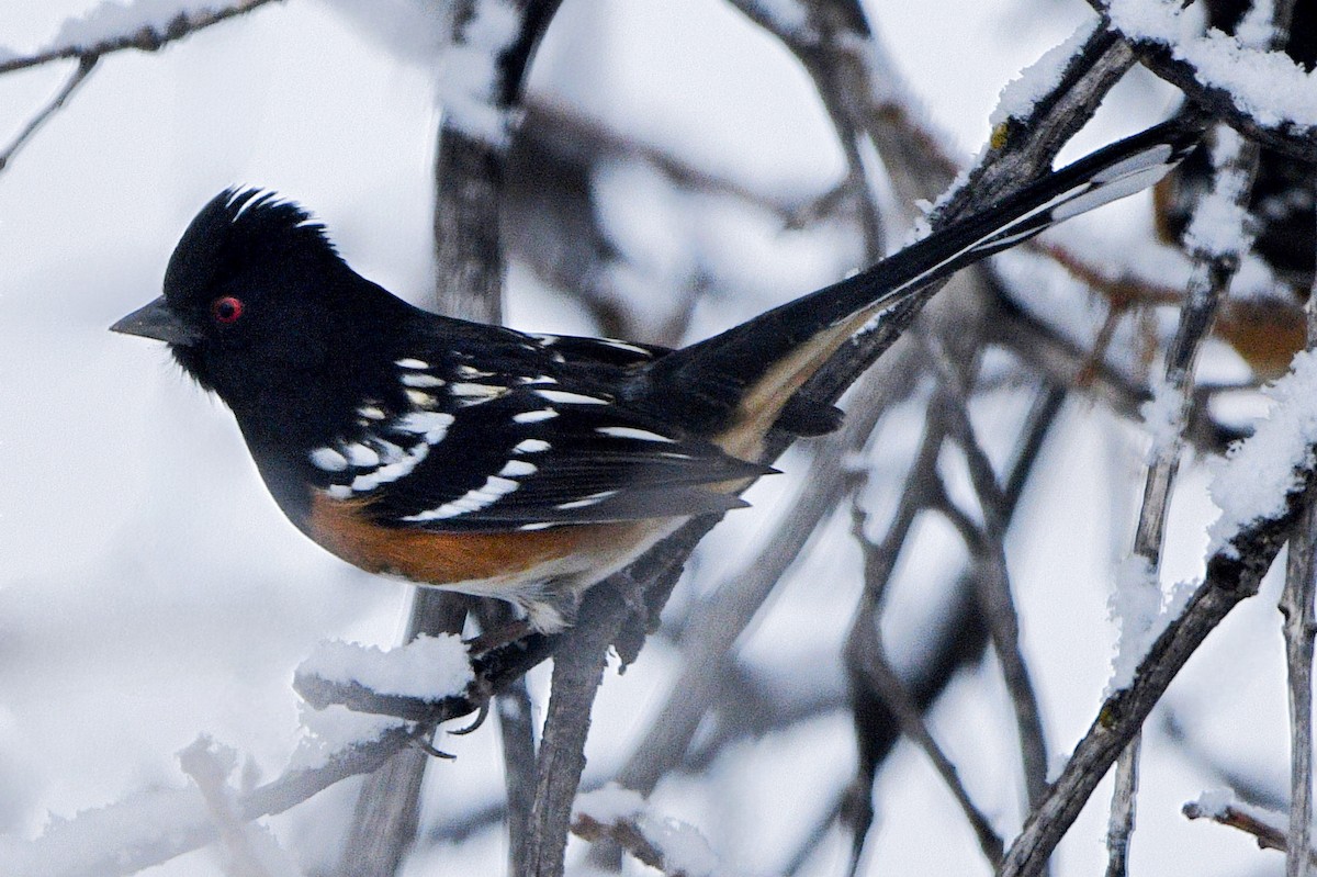 Spotted Towhee - ML611522695