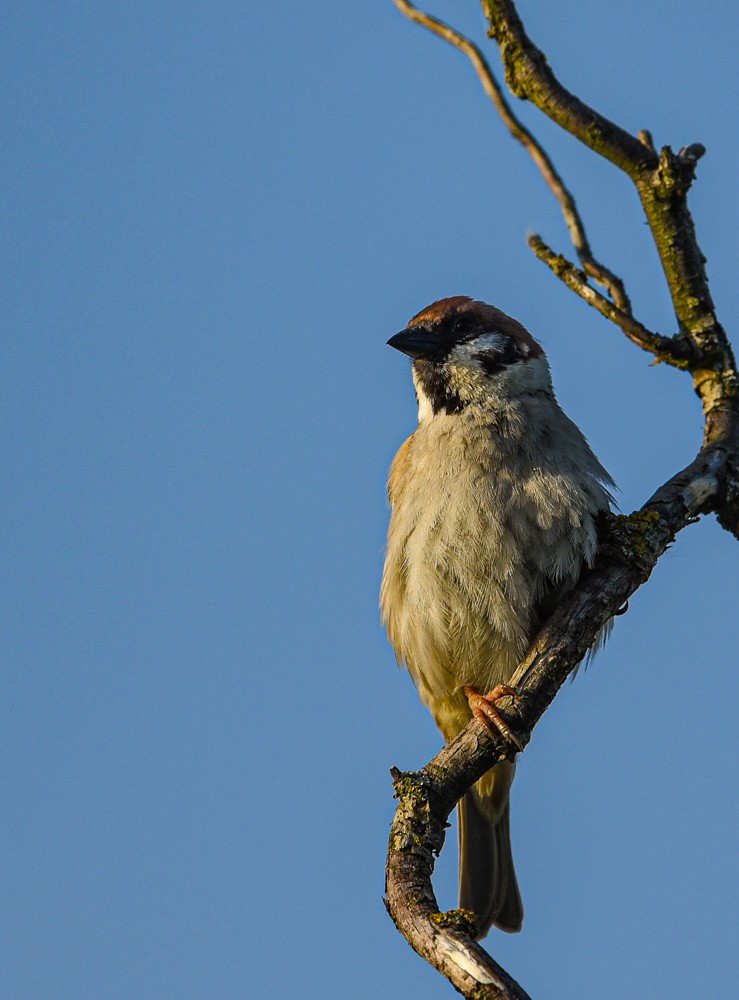 Eurasian Tree Sparrow - ML611522877