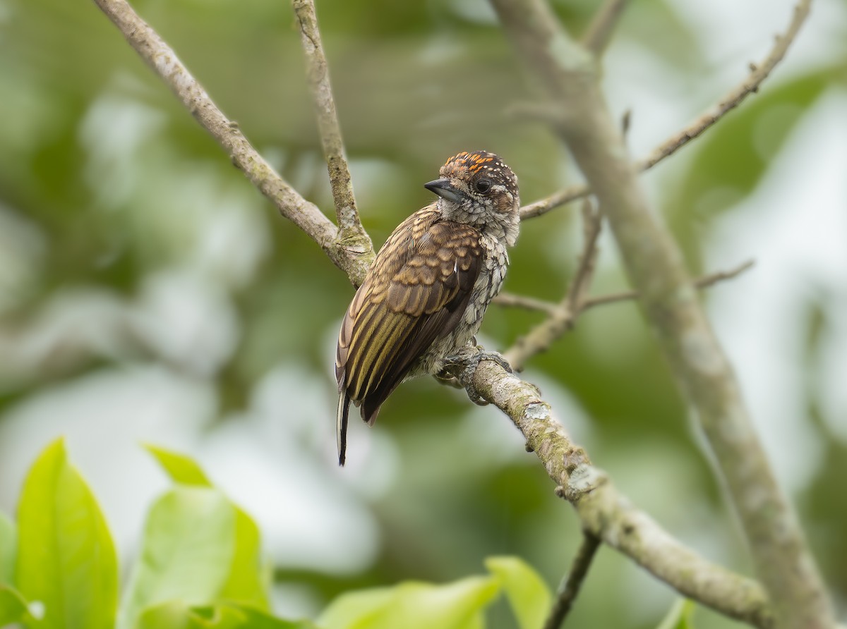 Scaled Piculet - ML611522899