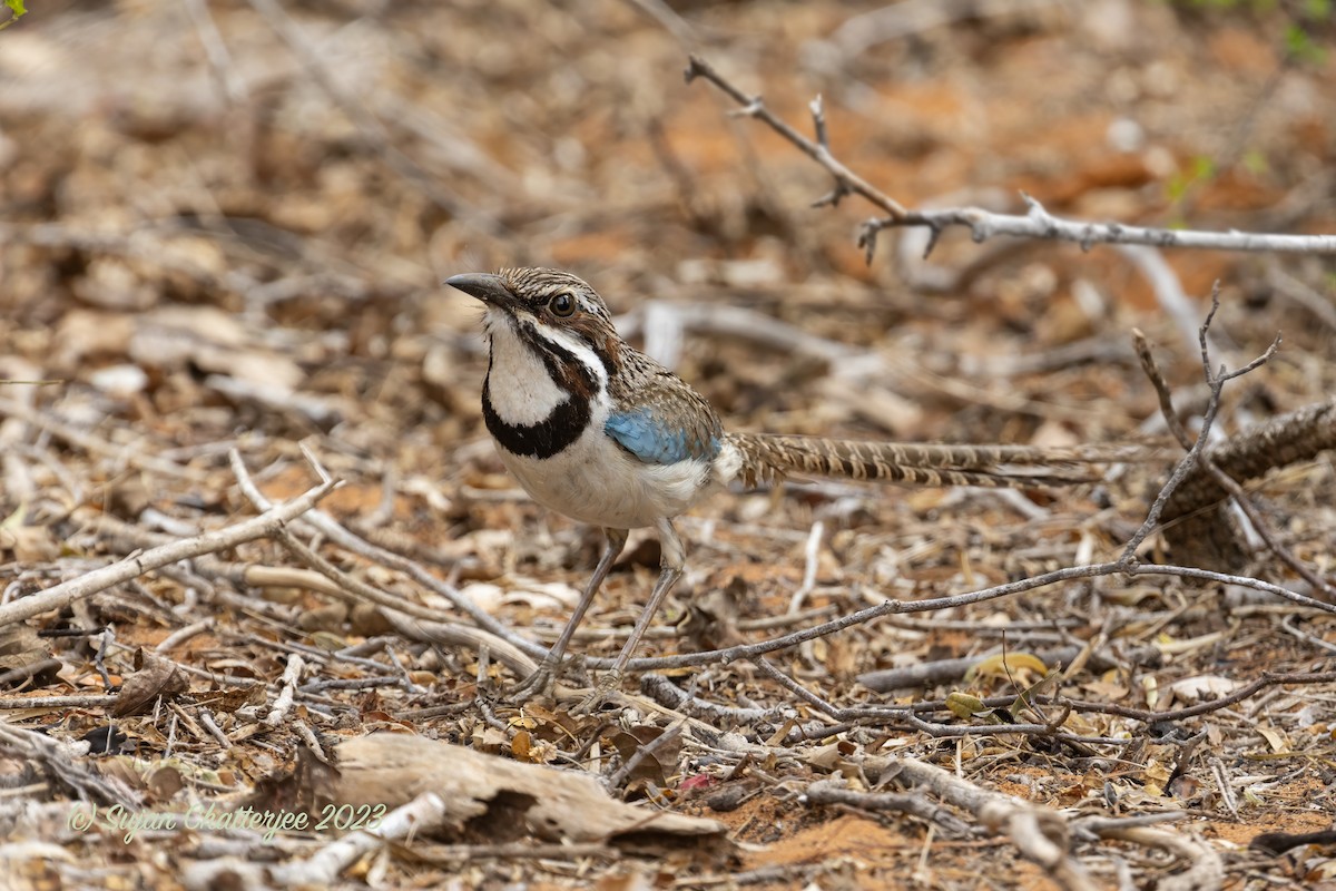 Long-tailed Ground-Roller - ML611522997