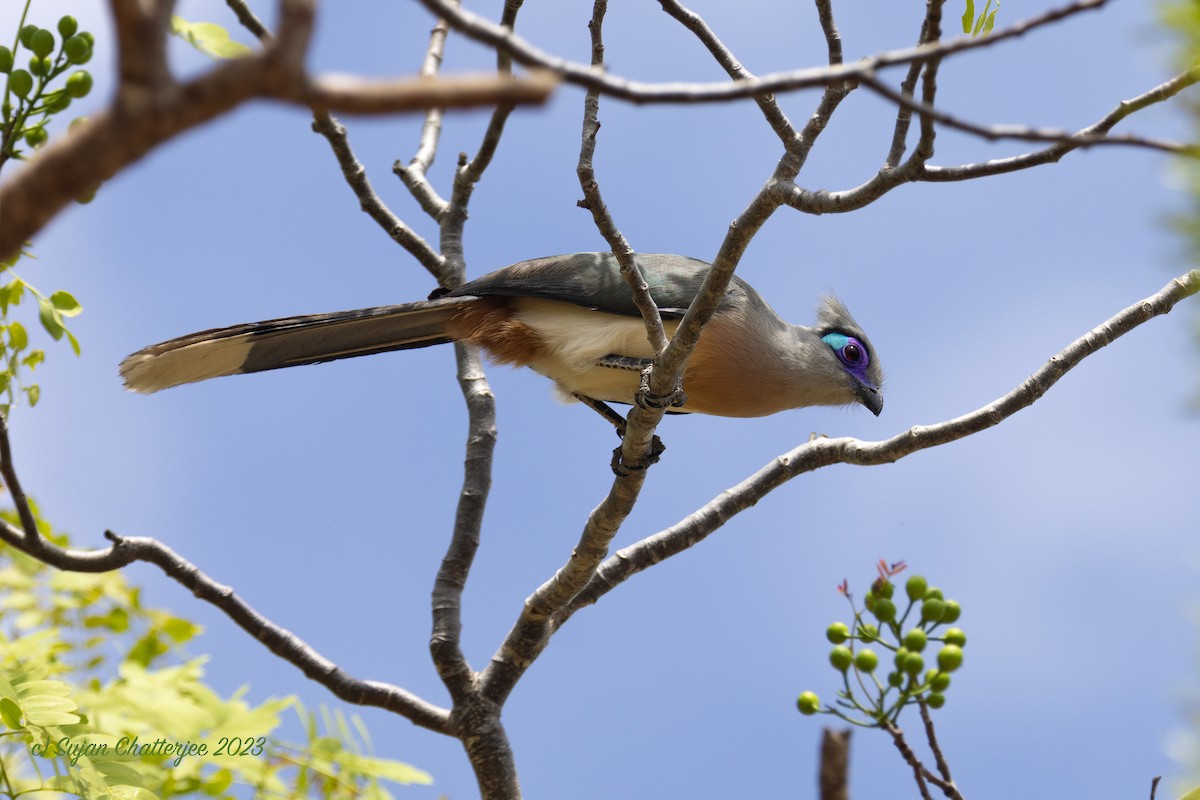 Crested Coua - ML611522999