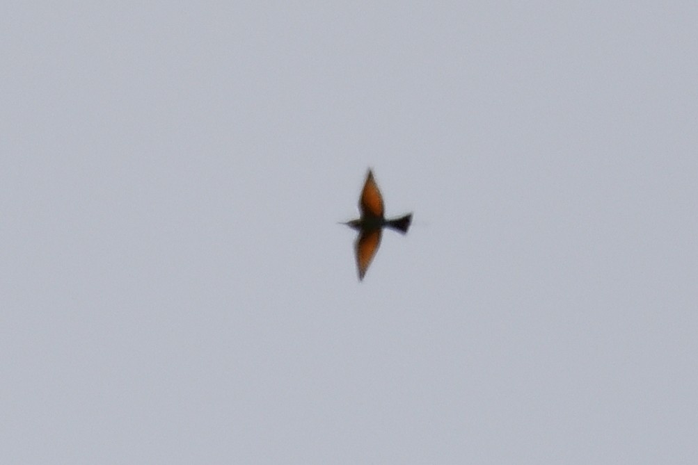 Rainbow Bee-eater - ML611523036