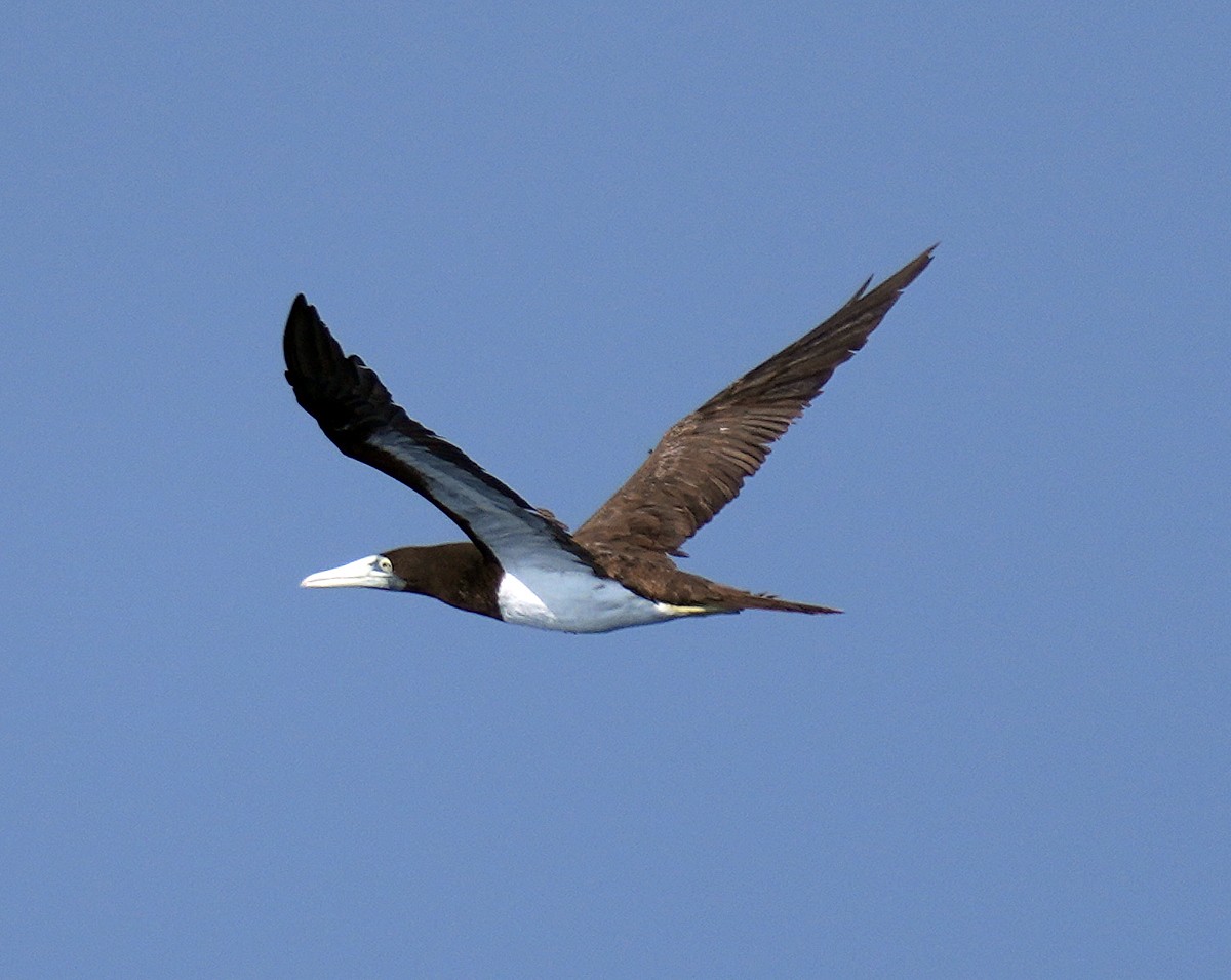 Brown Booby - ML611523241