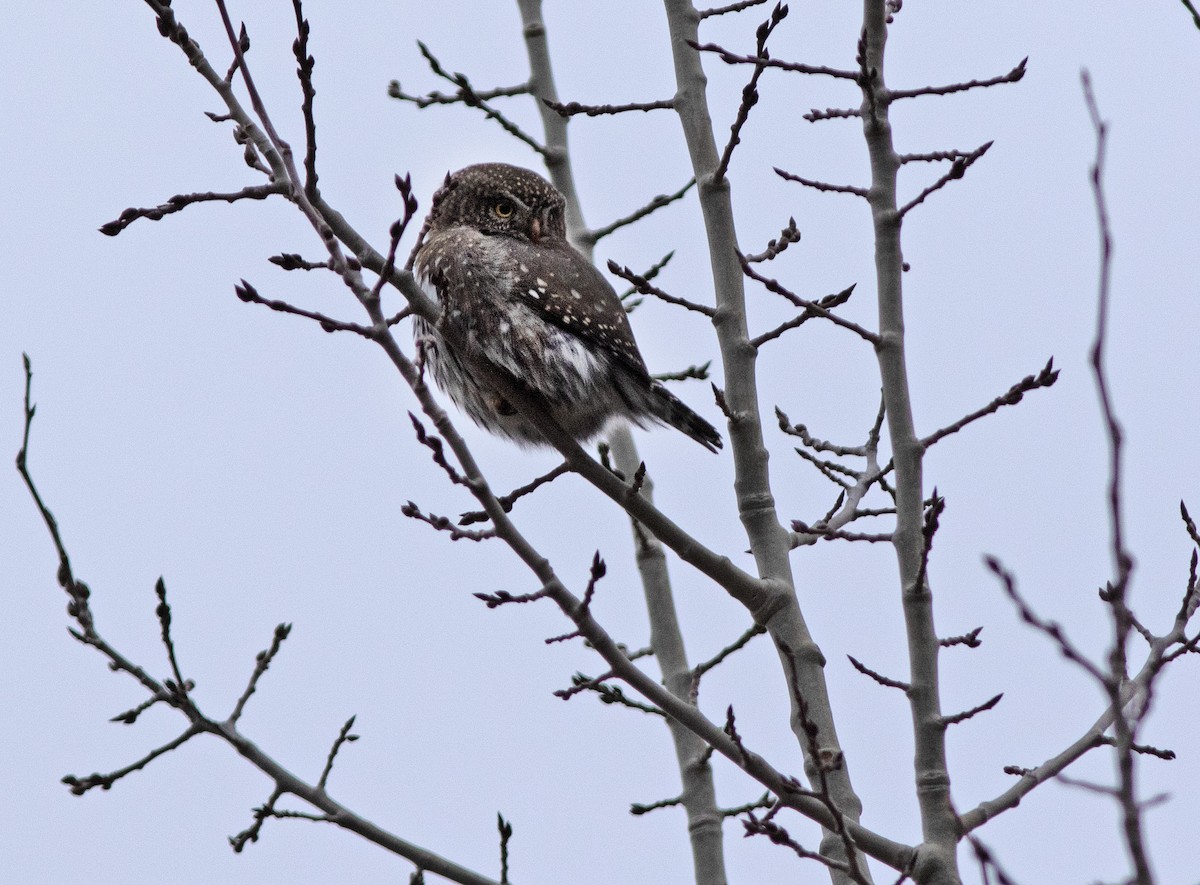 Northern Pygmy-Owl - ML611523257