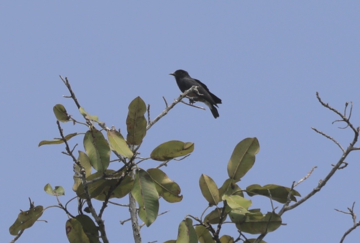 Swallow-winged Puffbird - ML611523270