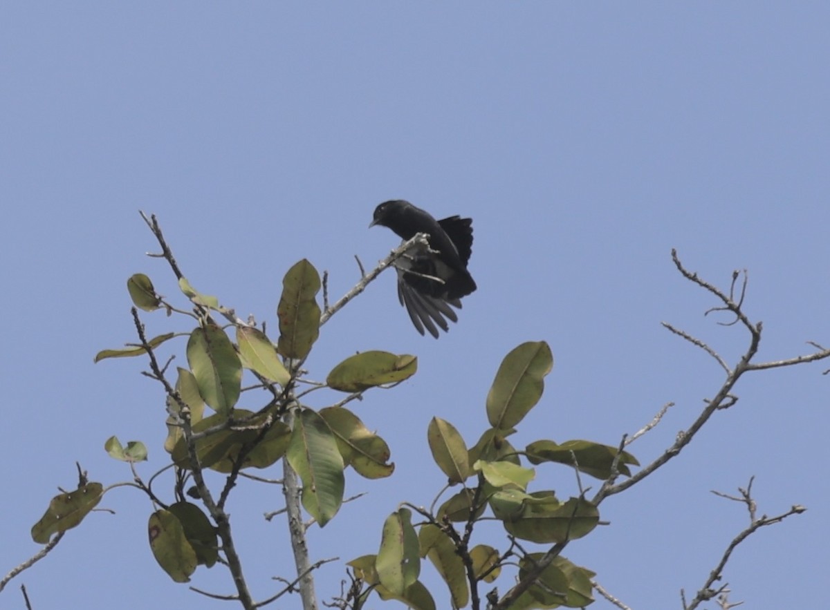 Swallow-winged Puffbird - ML611523280