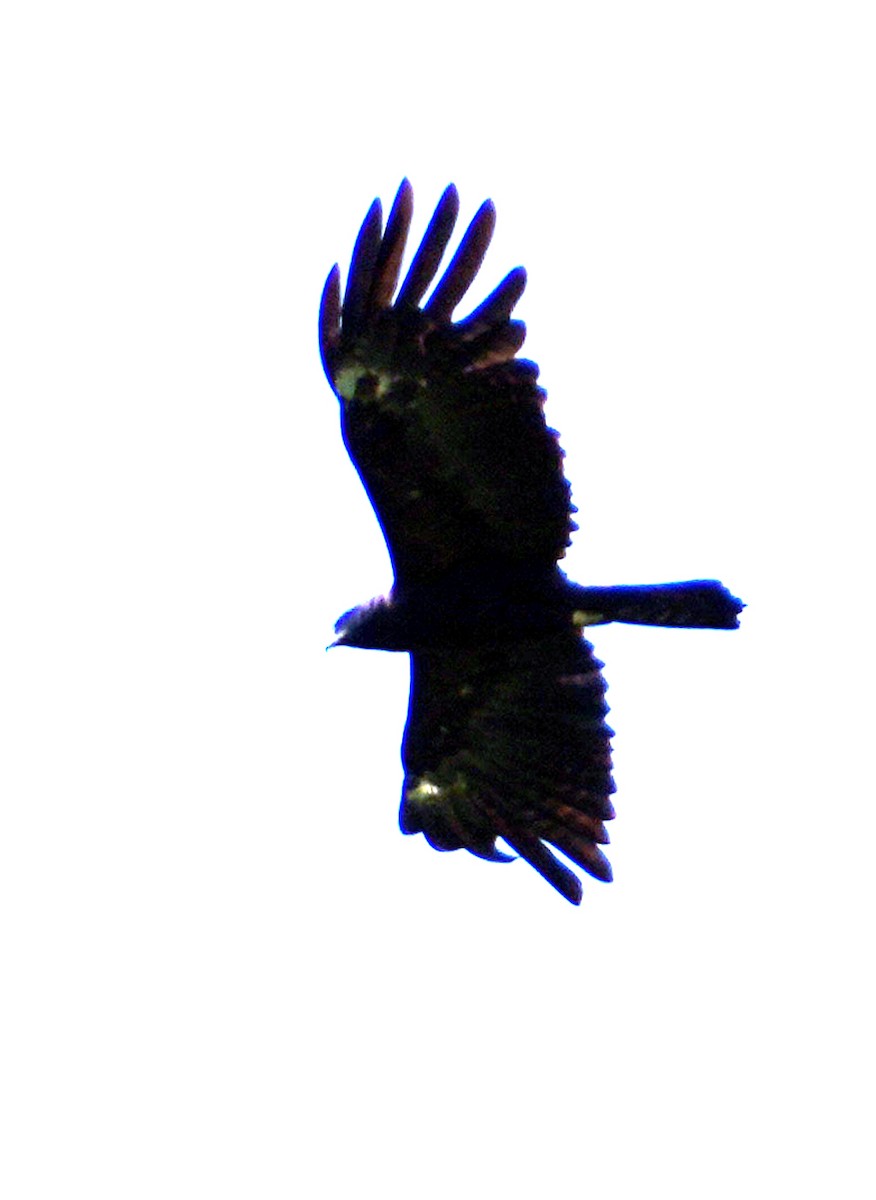 Black Eagle - ML611523305