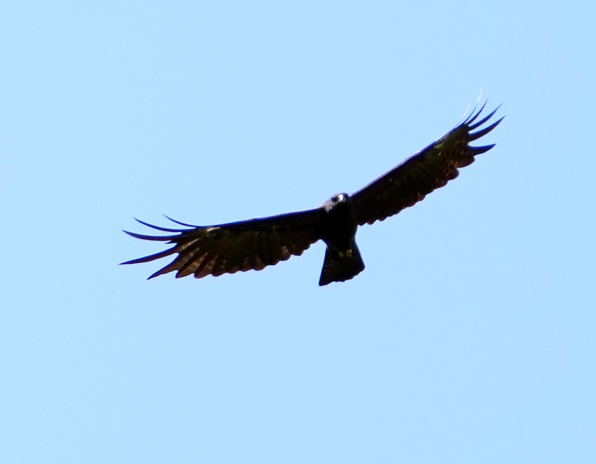 Black Eagle - ML611523307