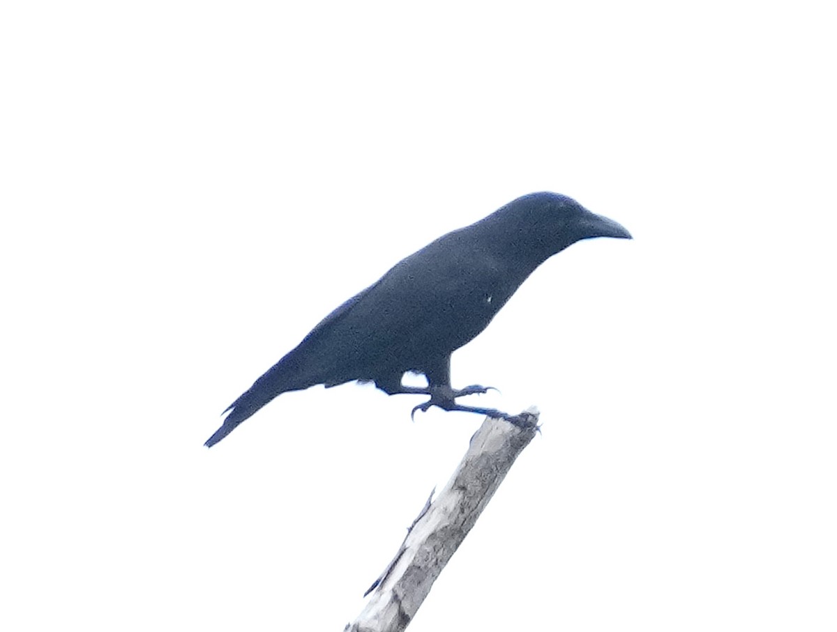 Violet Crow - ML611523441