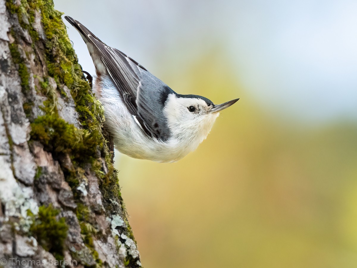 White-breasted Nuthatch - ML611523475