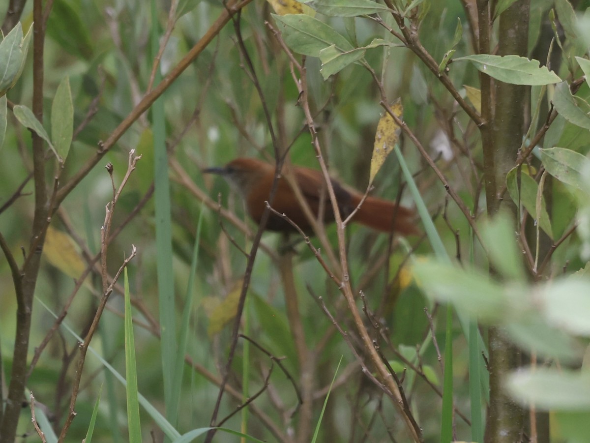 Parker's Spinetail - ML611523551