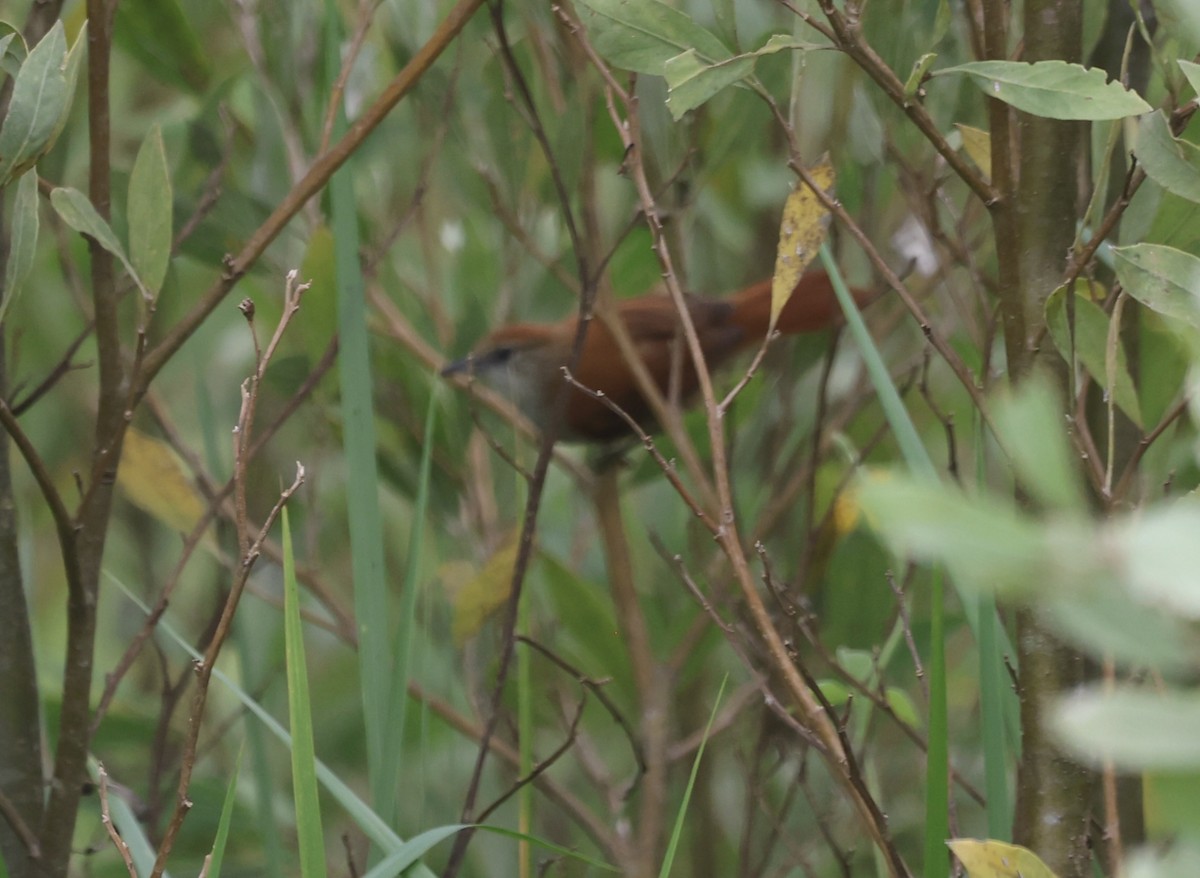 Parker's Spinetail - ML611523565