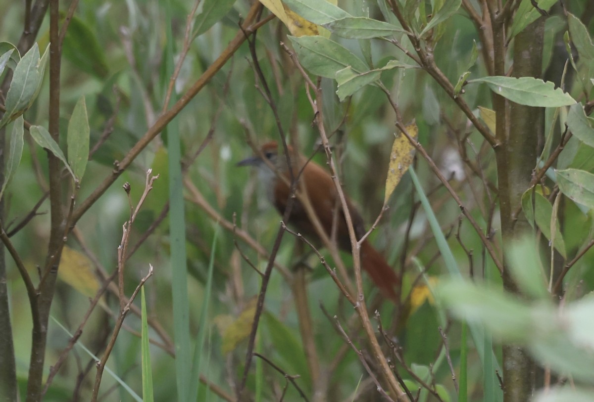 Parker's Spinetail - ML611523569