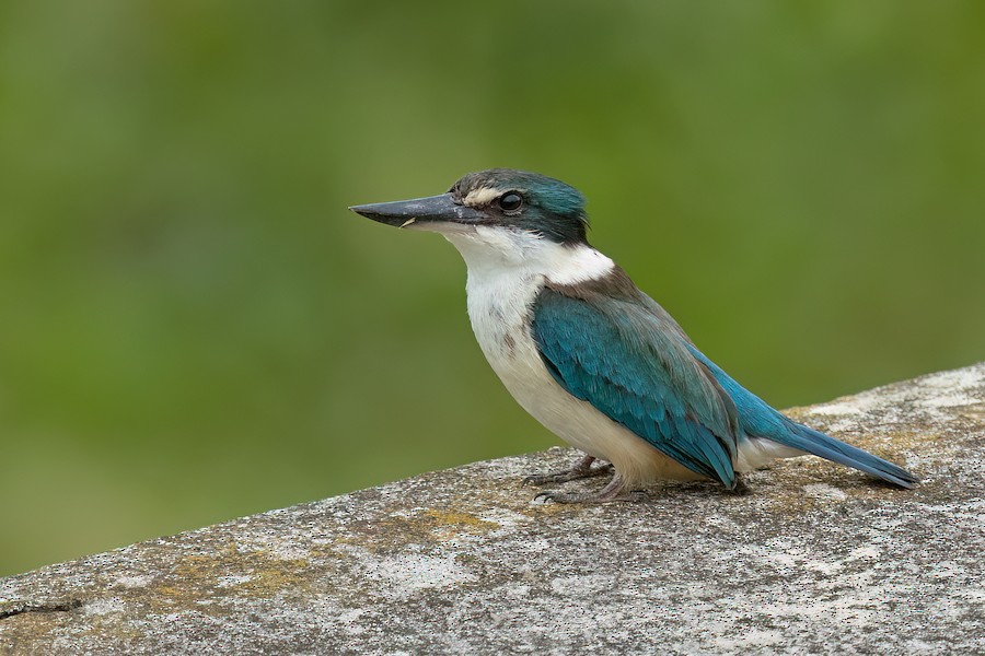 Sveti vodomar (sa Novog Zelanda) - eBird