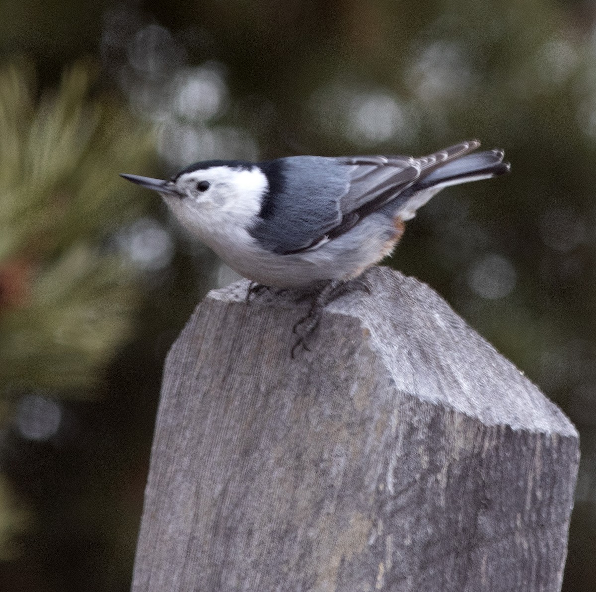White-breasted Nuthatch - ML611523662