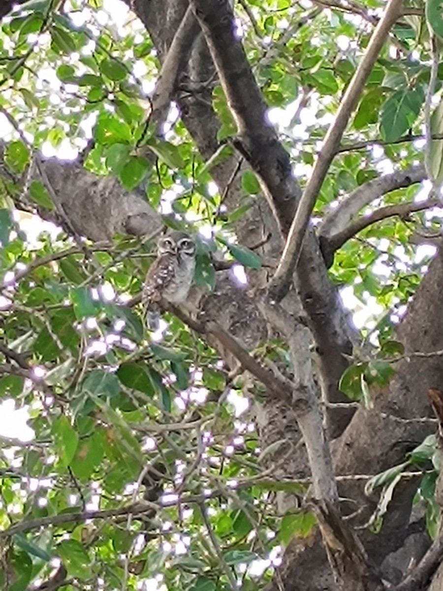 Spotted Owlet - ML611523900