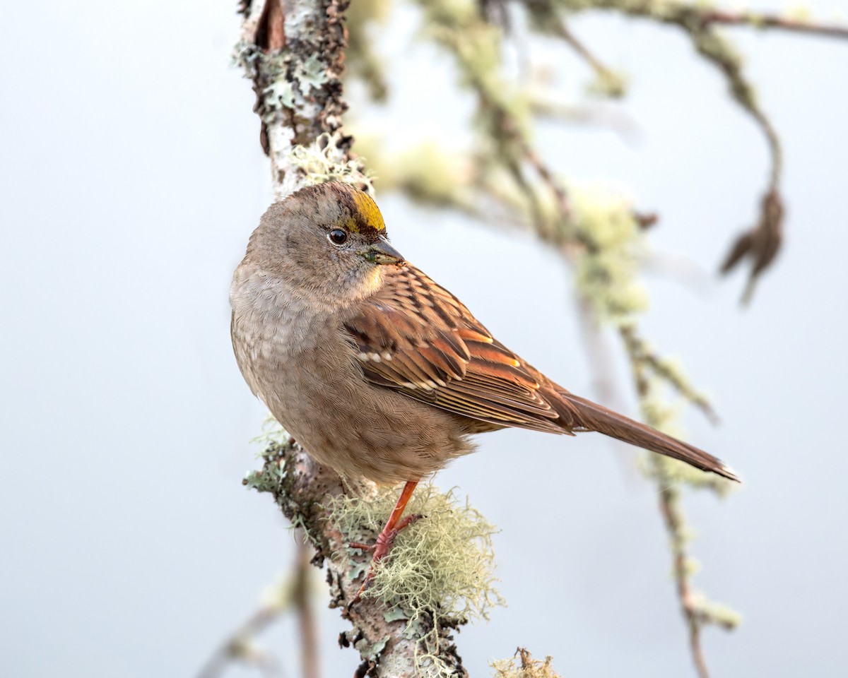 Golden-crowned Sparrow - ML611523997