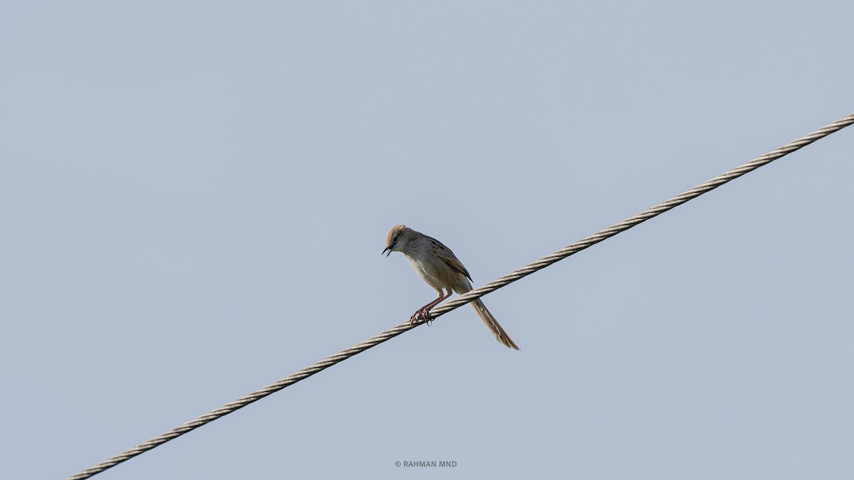 Striated Grassbird - ML611524170