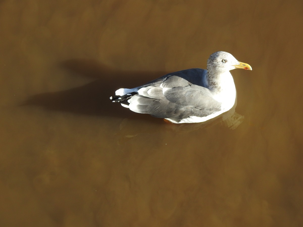 Yellow-legged Gull - ML611524173