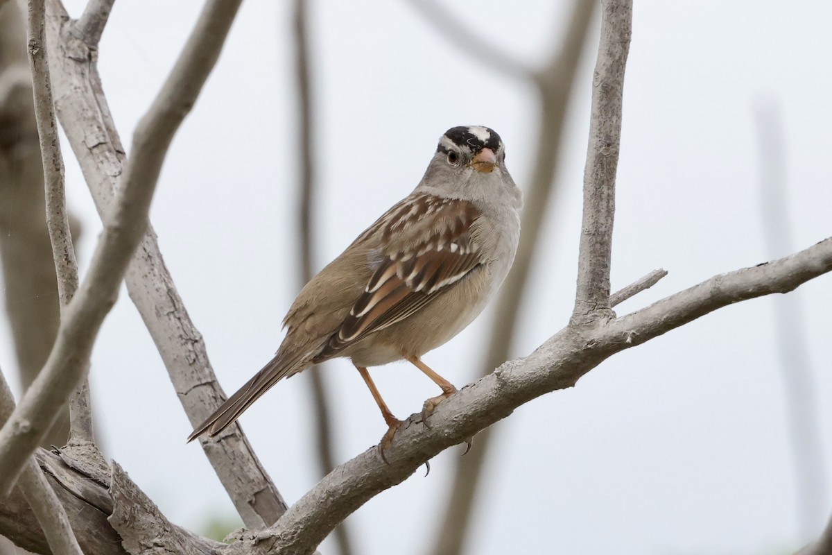 White-crowned Sparrow - ML611524392