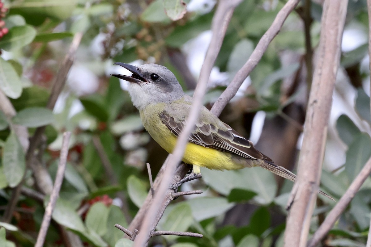 eBird Checklist - 24 Nov 2023 - Sem-Chi Rice Mill - 22 species