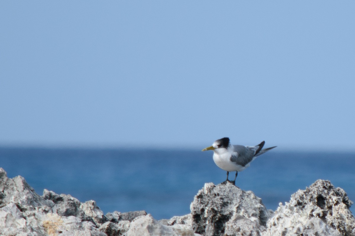 Great Crested Tern - ML611524449