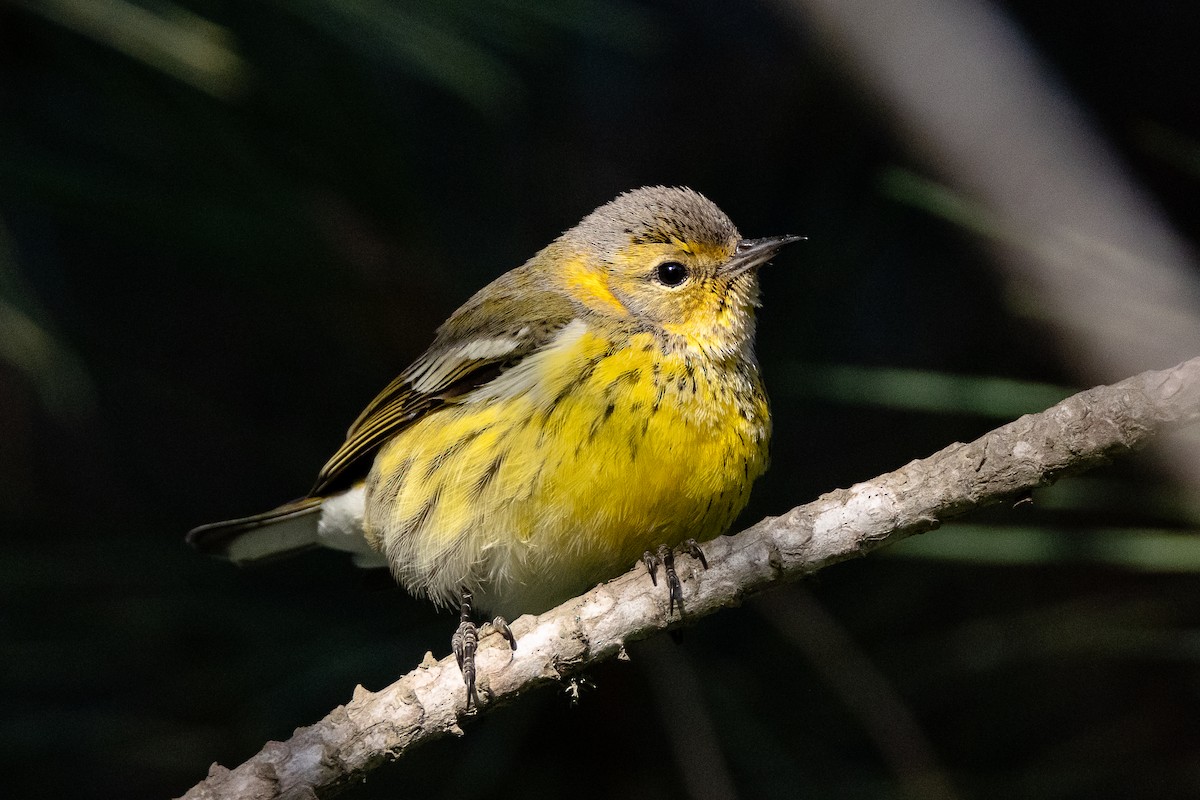 Cape May Warbler - ML611524522