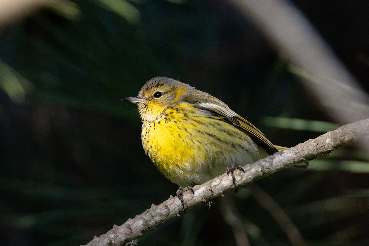 Cape May Warbler - ML611524523