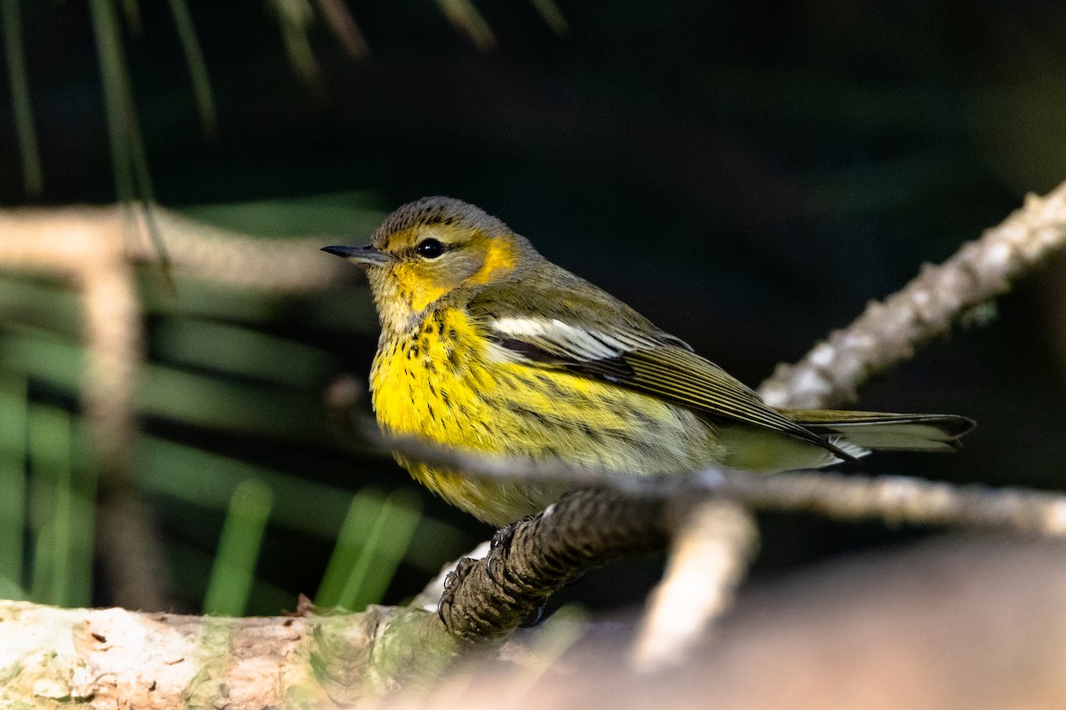 Cape May Warbler - ML611524524