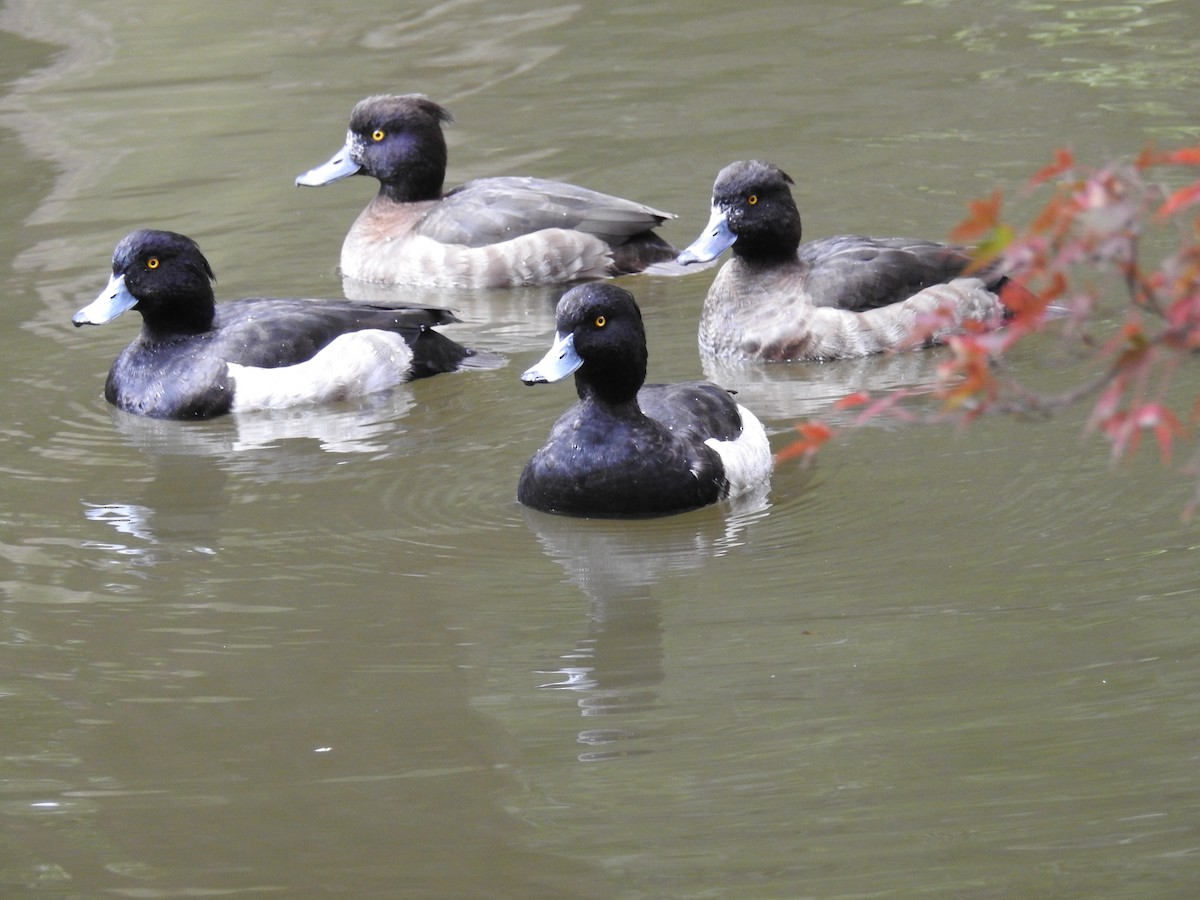 Tufted Duck - ML611524550