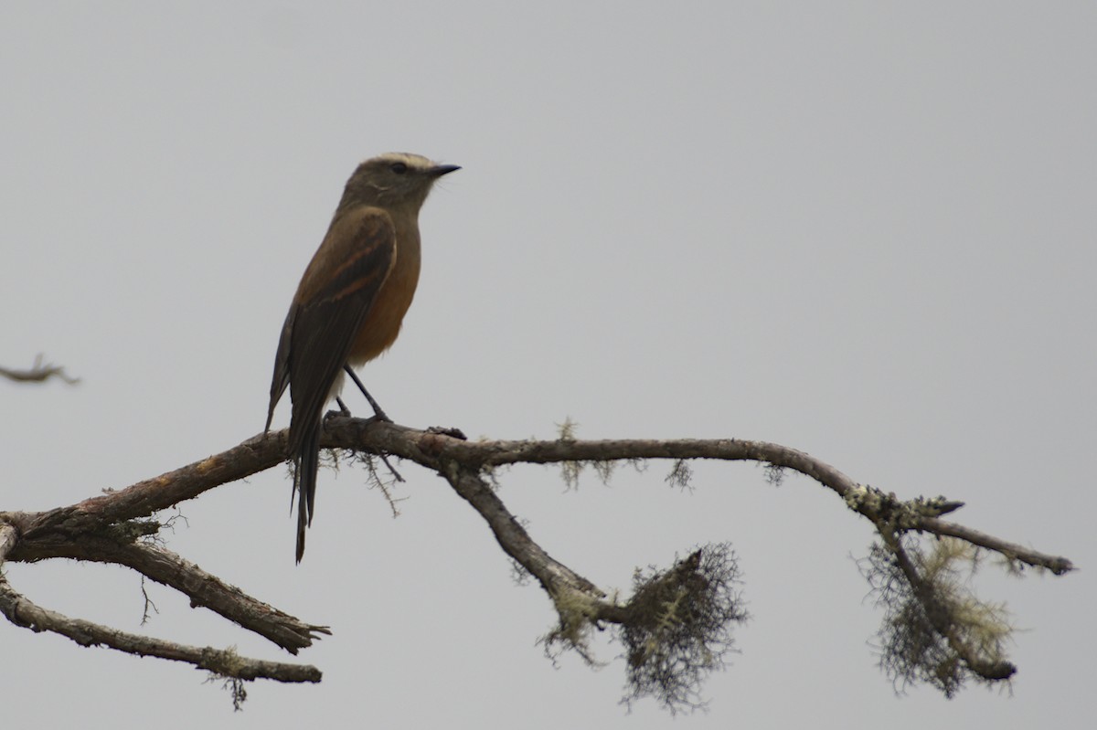 Brown-backed Chat-Tyrant - ML611524589