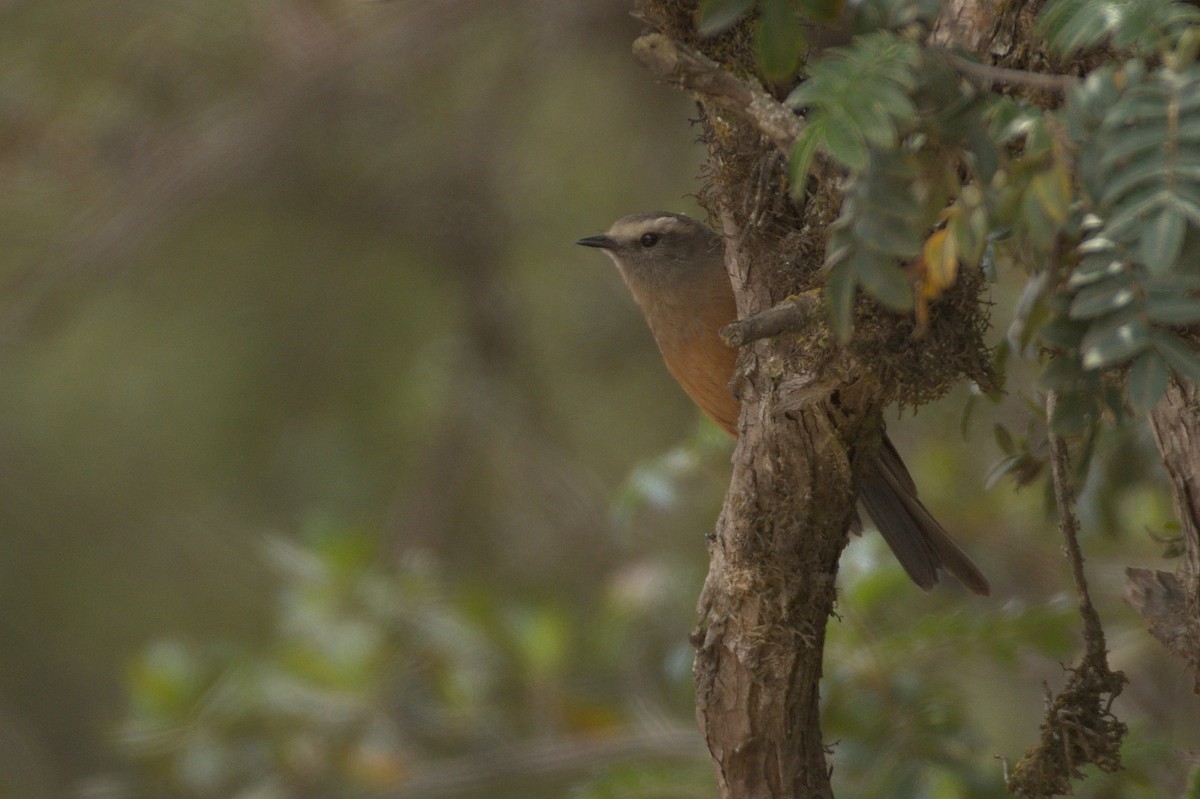 Brown-backed Chat-Tyrant - ML611524591