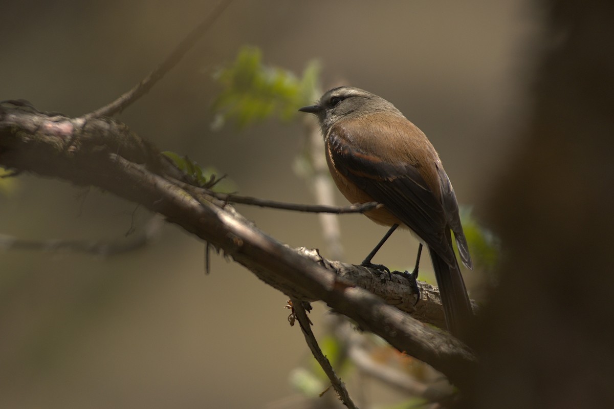 White-browed Chat-Tyrant - ML611524600