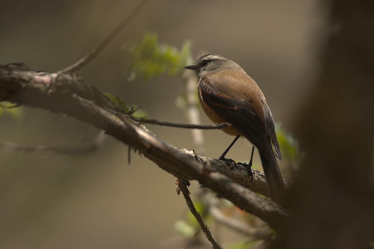 White-browed Chat-Tyrant - ML611524601