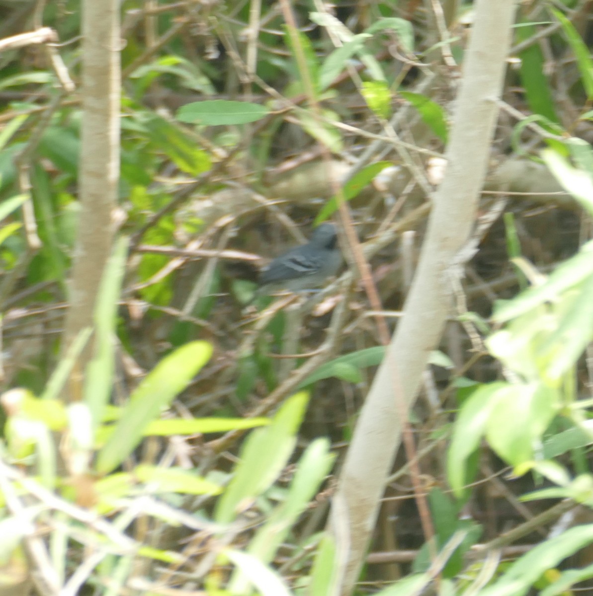 Band-tailed Antbird - ML611524620