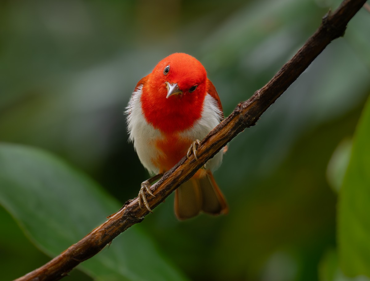 Scarlet-and-white Tanager - ML611524813
