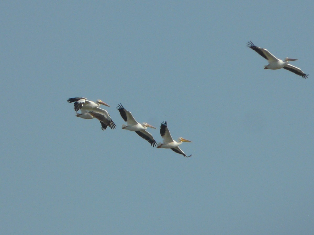 pelikán severoamerický - ML611524965