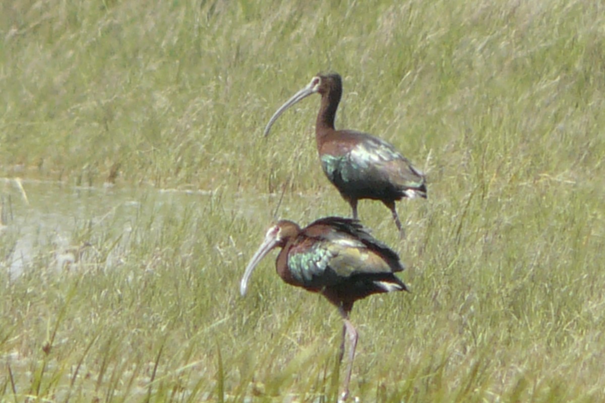 ibis americký - ML611524980