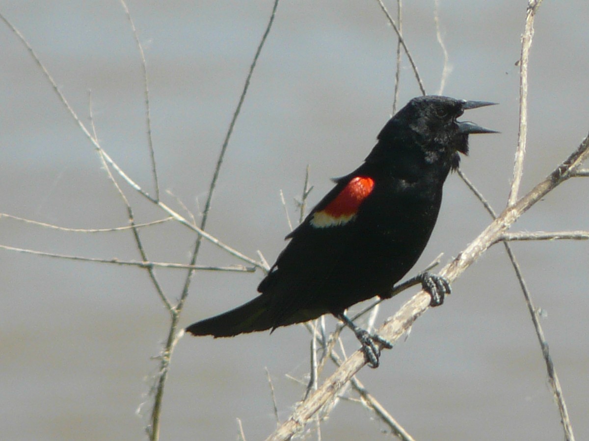 Red-winged Blackbird - ML611525026