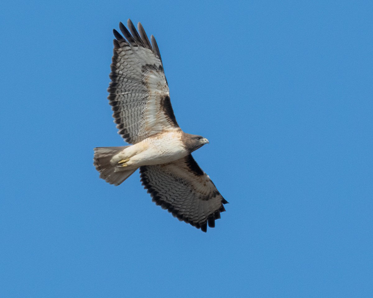 Red-tailed Hawk - Sue Cook