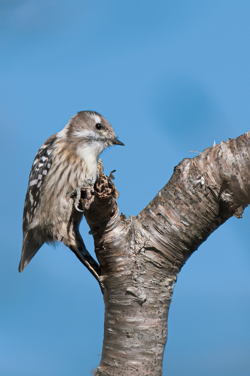 Japanese Pygmy Woodpecker - ML611525408