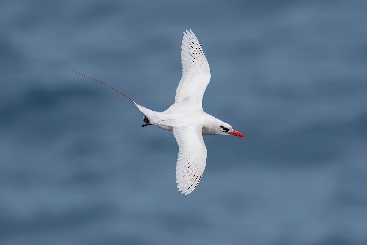 Red-tailed Tropicbird - David Irving
